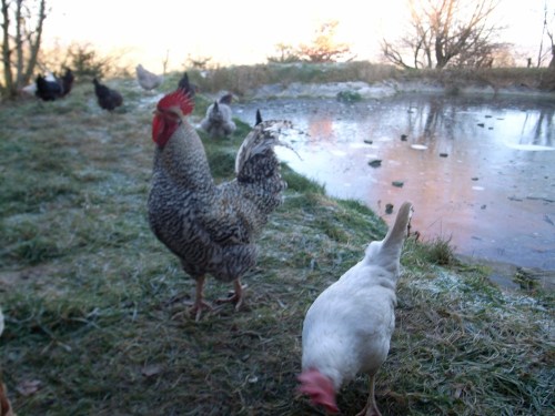 Media_httpdavidhieatt_faryf